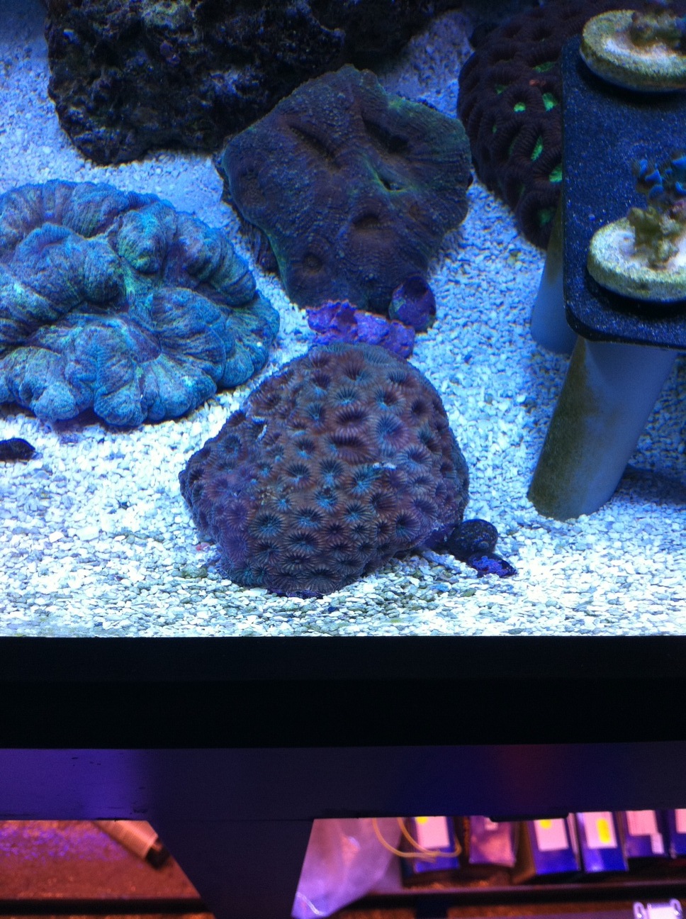 25 different kinds of zoas for sale Livestock Austin Reef Club